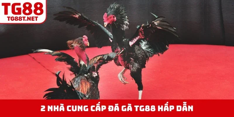 2 nhà cung cấp đá gà TG88 hấp dẫn