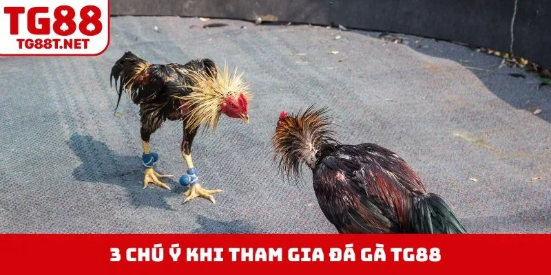 3 chú ý khi tham gia đá gà TG88