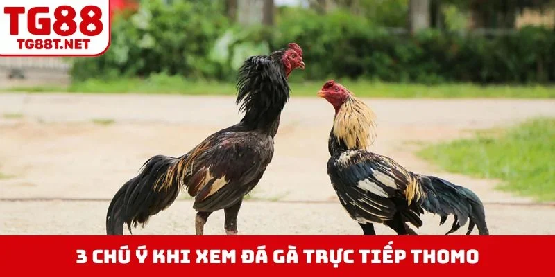 3 chú ý khi xem đá gà trực tiếp thomo