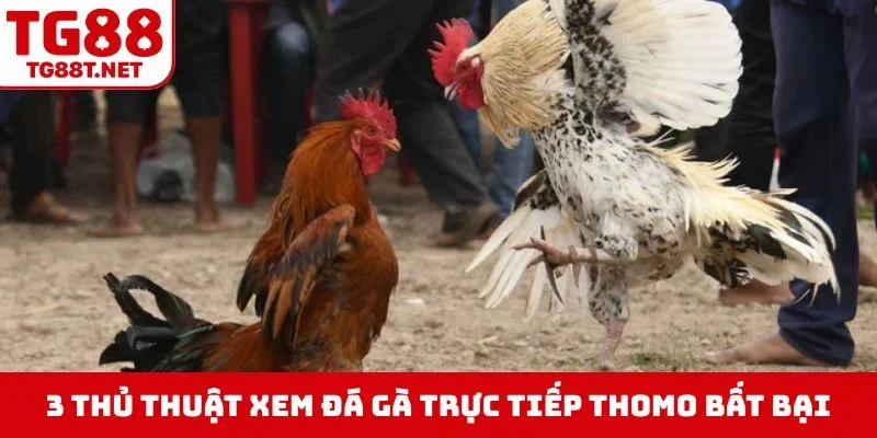 3 thủ thuật xem đá gà trực tiếp thomo bất bại
