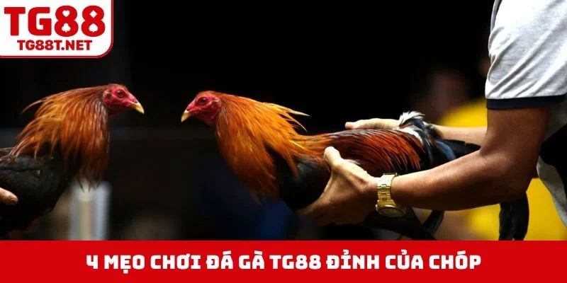 4 mẹo chơi đá gà TG88 đỉnh của chóp