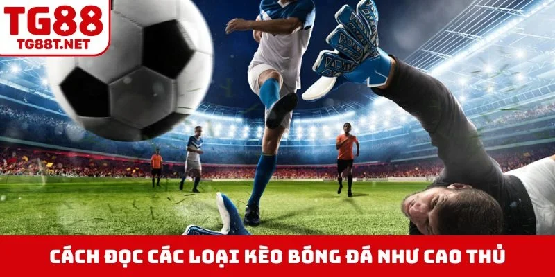 Cách đọc các loại kèo bóng đá như cao thủ