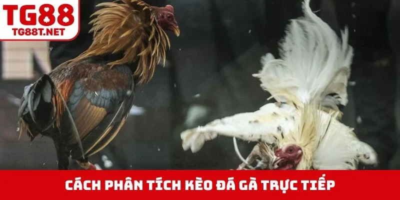 Cách phân tích kèo đá gà trực tiếp