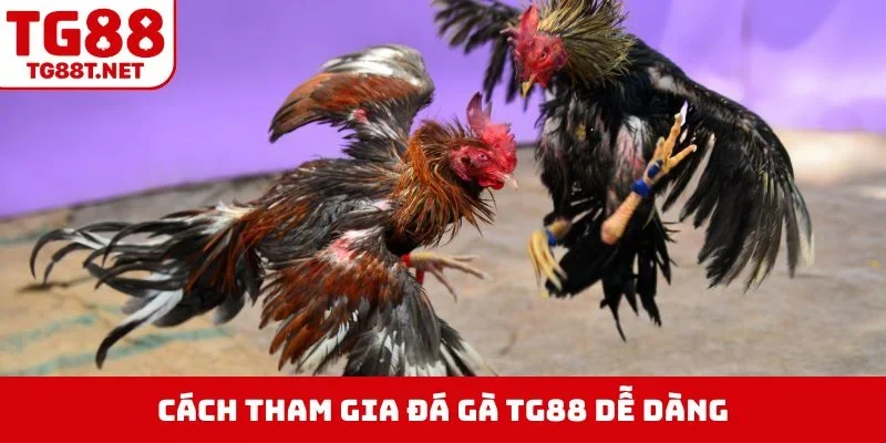 Cách tham gia đá gà TG88 dễ dàng
