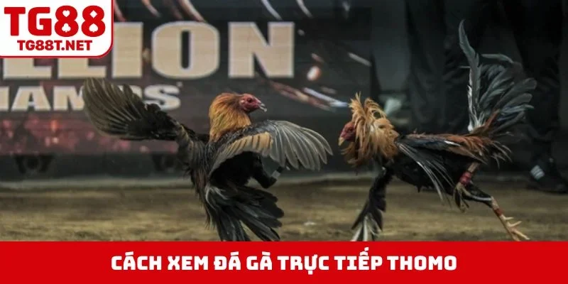 Xem đá gà trực tiếp thomo