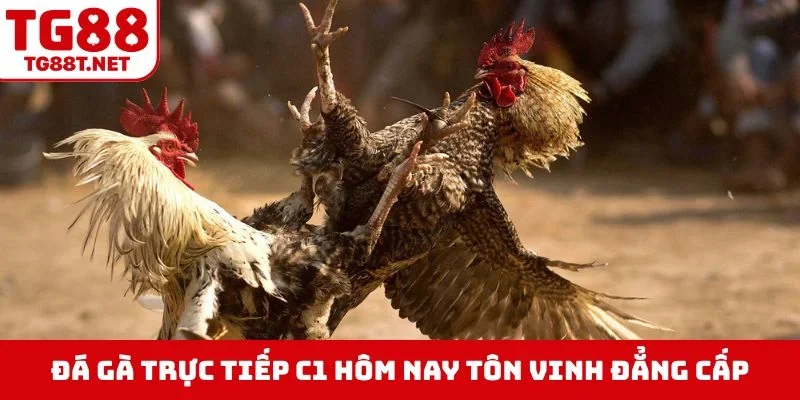 Đá gà trực tiếp C1 hôm nay tôn vinh đẳng cấp