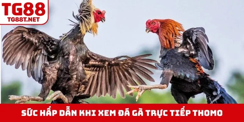 Sức hấp dẫn khi xem đá gà trực tiếp thomo