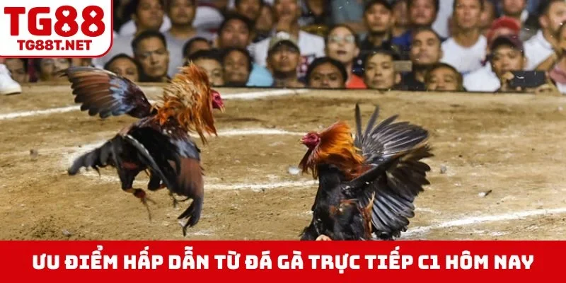 Ưu điểm hấp dẫn từ đá gà trực tiếp C1 hôm nay