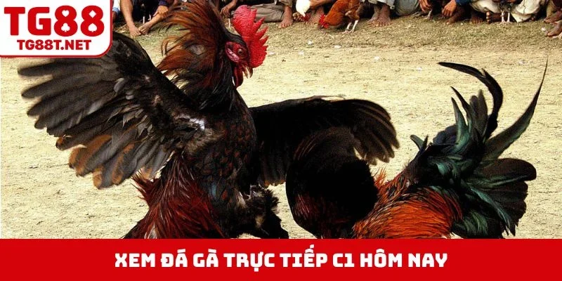 Đá gà trực tiếp C1 hôm nay