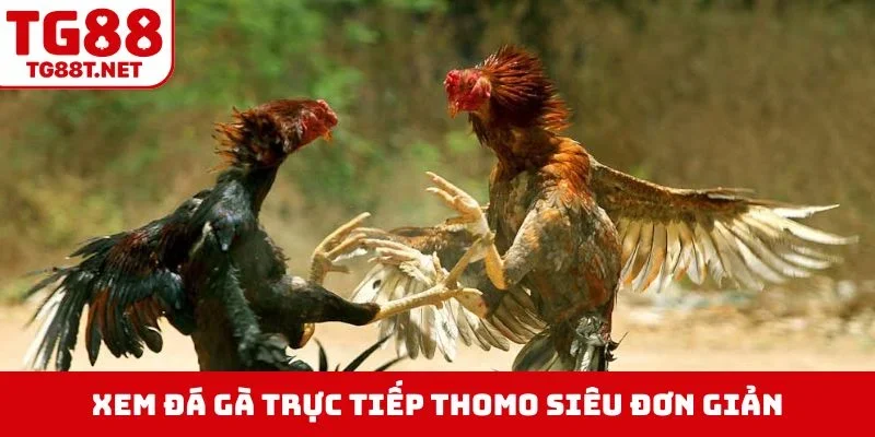 Xem đá gà trực tiếp thomo siêu đơn giản
